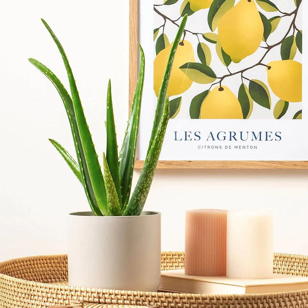 Aloe Vera Planta in Ghiveci, 15-25 cm, Gel Natural pentru Piele, Ingrijire si Vindecare - Image 19