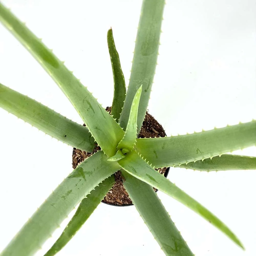 Aloe Vera Planta in Ghiveci, 15-25 cm, Gel Natural pentru Piele, Ingrijire si Vindecare - Image 3