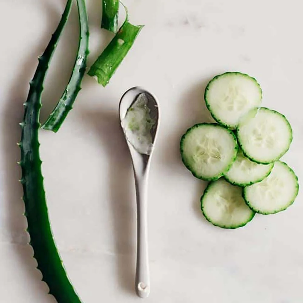 Aloe Vera planta in ghiveci,  50-60 cm, gel natural pentru piele, ingrijire si vindecare - Image 14