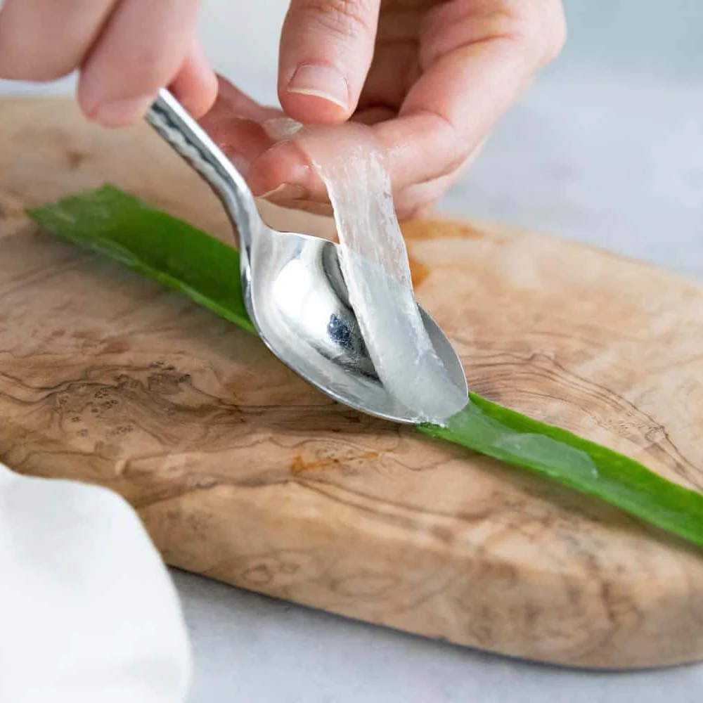 Aloe Vera planta in ghiveci,  50-60 cm, gel natural pentru piele, ingrijire si vindecare - Image 15