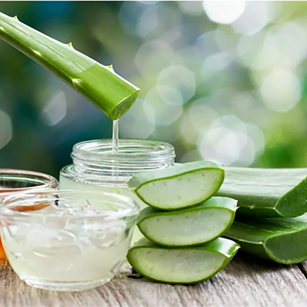 Aloe Vera planta in ghiveci,  50-60 cm, gel natural pentru piele, ingrijire si vindecare - Image 17