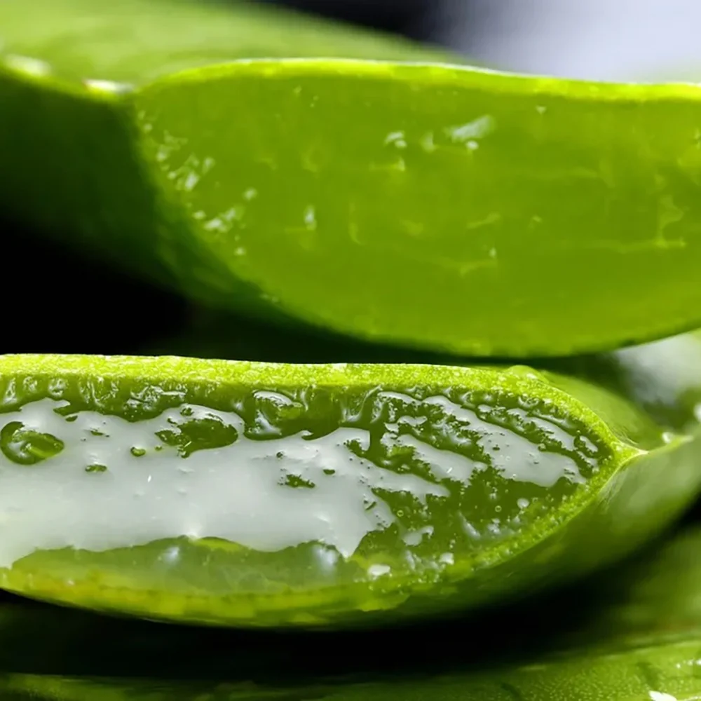 Aloe Vera planta in ghiveci,  50-60 cm, gel natural pentru piele, ingrijire si vindecare - Image 20