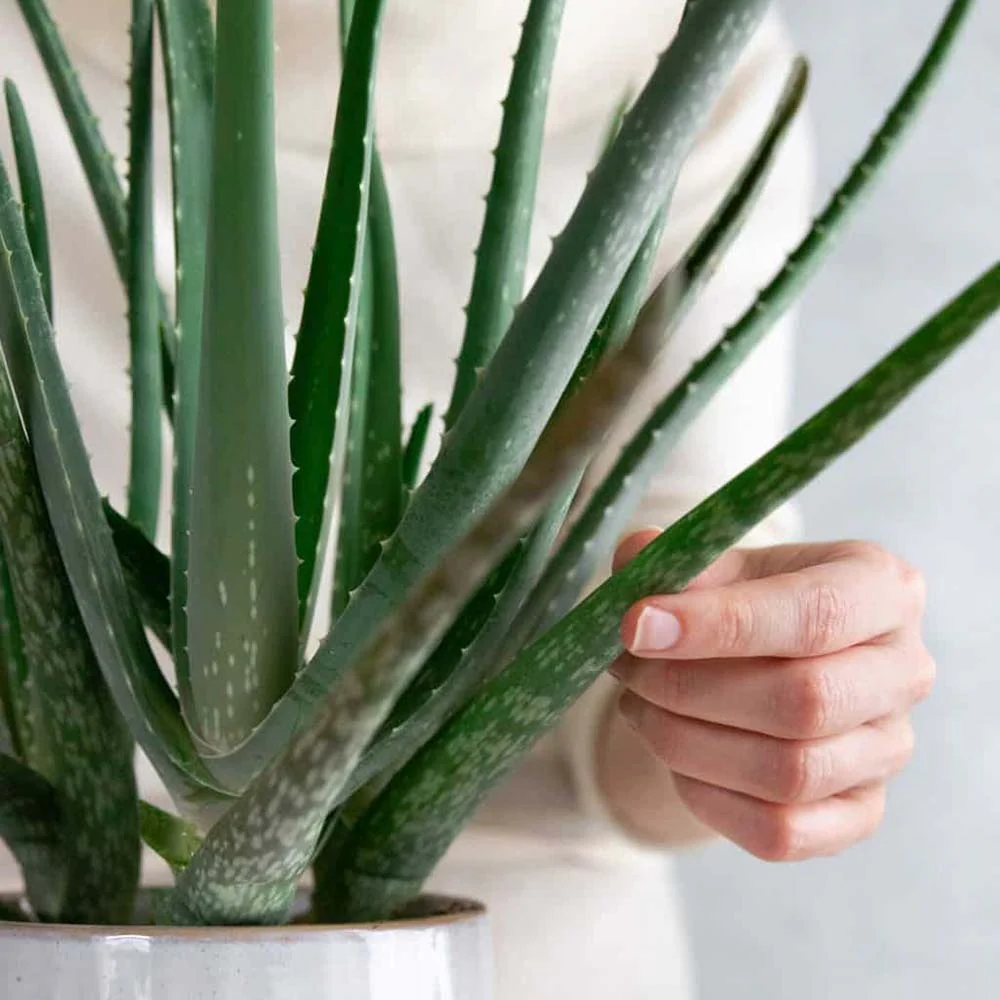 Aloe Vera planta in ghiveci,  50-60 cm, gel natural pentru piele, ingrijire si vindecare - Image 9