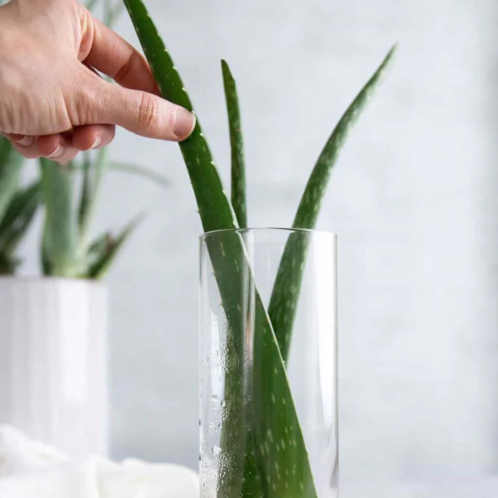 Aloe Vera planta in ghiveci,  50-60 cm, gel natural pentru piele, ingrijire si vindecare - Image 10