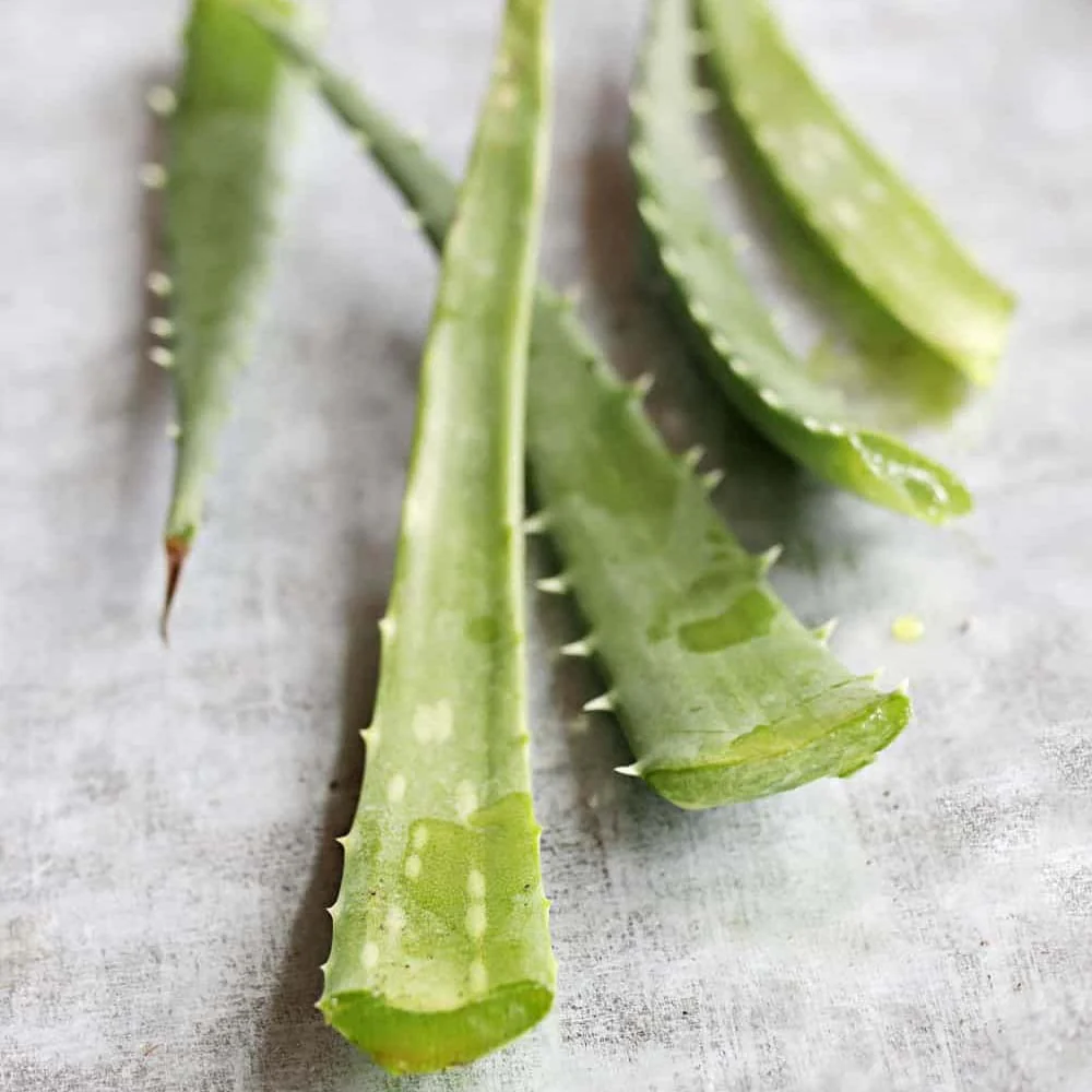 Aloe Vera planta in ghiveci,  50-60 cm, gel natural pentru piele, ingrijire si vindecare - Image 11