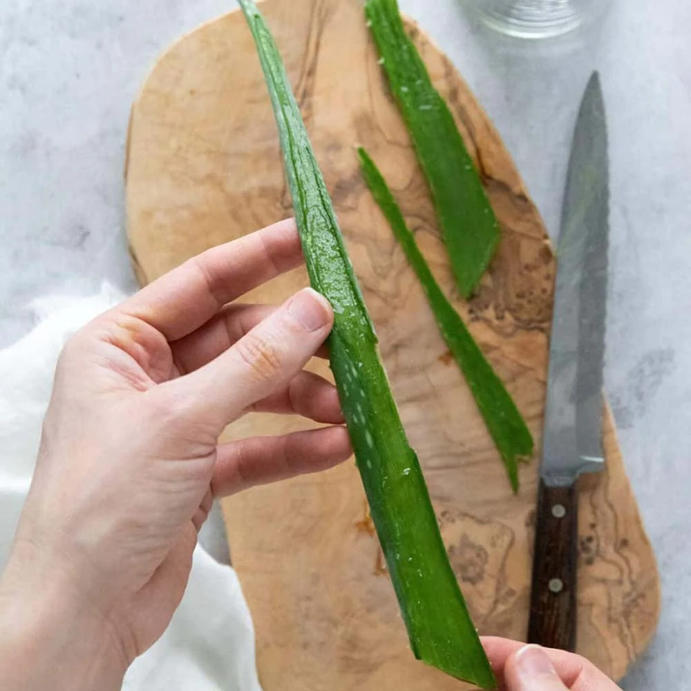 Aloe Vera planta in ghiveci,  50-60 cm, gel natural pentru piele, ingrijire si vindecare - Image 12