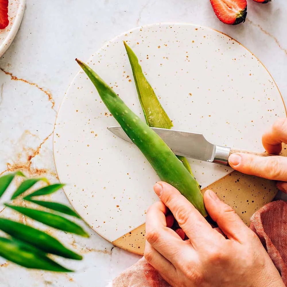 Aloe Vera planta in ghiveci,  50-60 cm, gel natural pentru piele, ingrijire si vindecare - Image 13