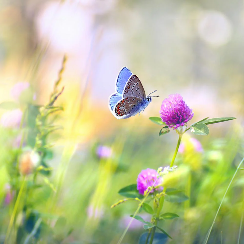 Amestec Seminte Flori de Camp - Bufet de Fluturi, 100g,  pentru 100m² - Image 3