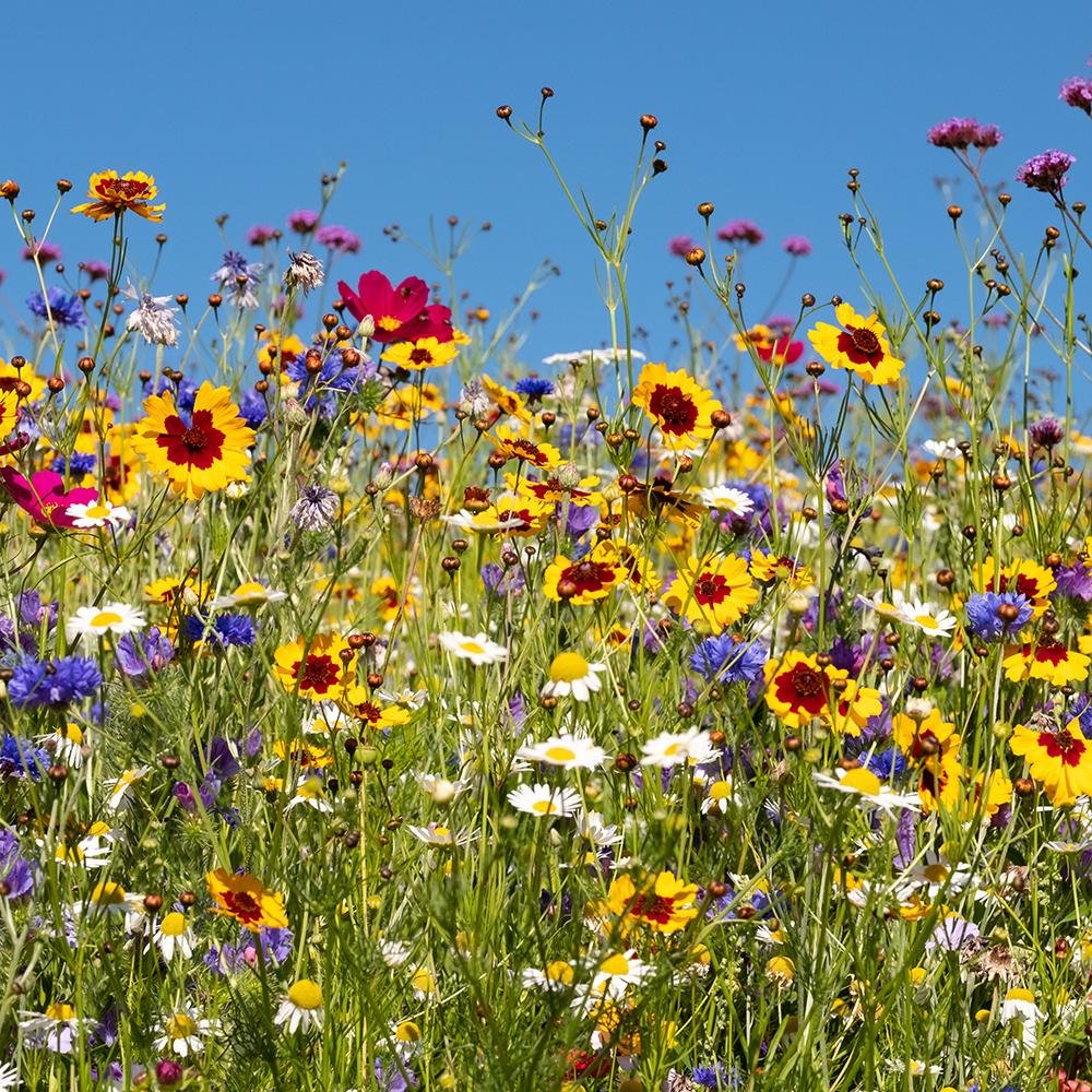Amestec Seminte Flori de Camp - Colorata Mare de Flori, 100g,  pentru 100m² - Image 4