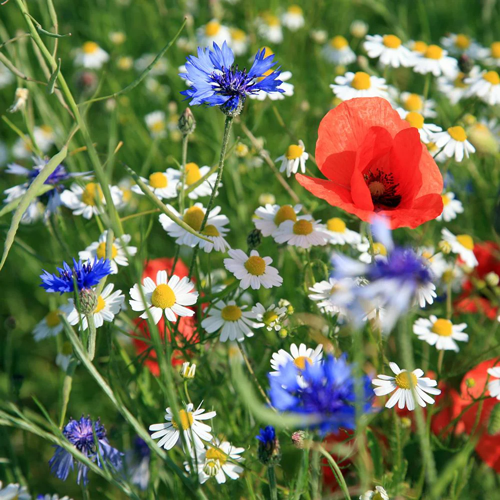 Amestec Seminte Flori de Camp - Flori Salbatice, 100g,  pentru 100m² - Image 3