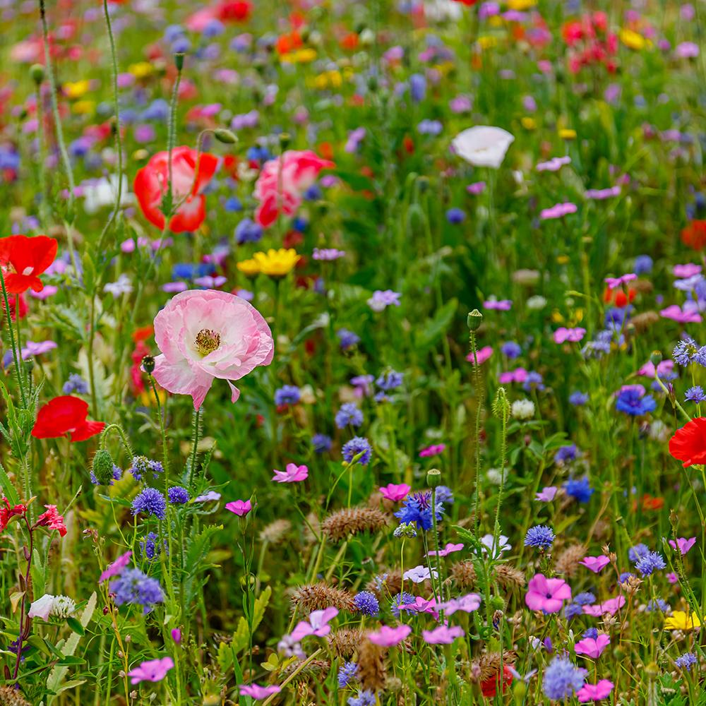 Amestec Seminte Flori de Camp - Flori Salbatice, 100g,  pentru 100m² - Image 4