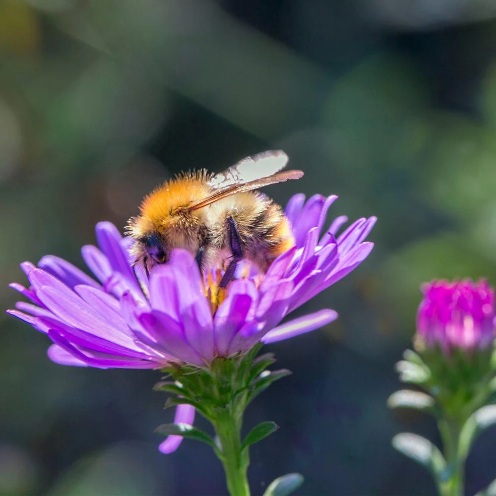 Amestec Seminte Flori de Camp - Flori Salbatice Pentru Albine Salbatice, 100g,  pentru 100m² - Image 3