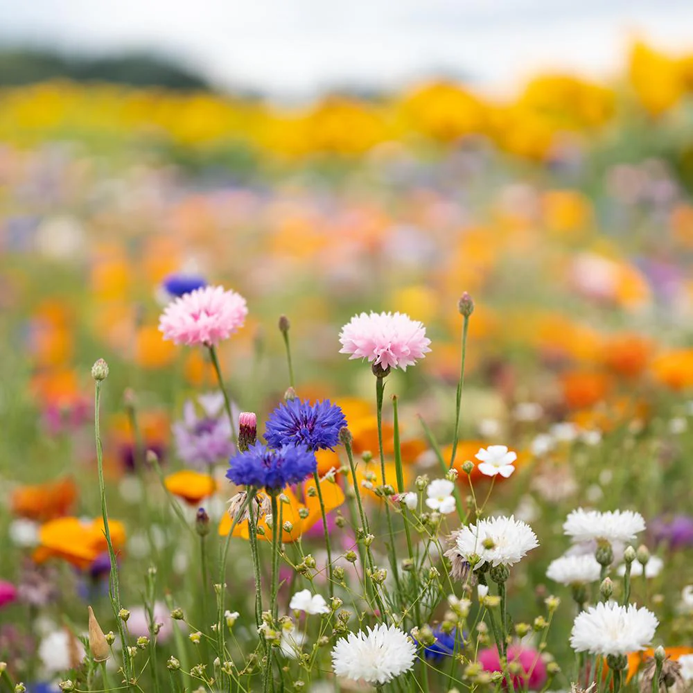 Amestec Seminte Flori de Camp - Sarbatoarea Albinelor Si A Bondarilor, 100g,  pentru 100m² - Image 3