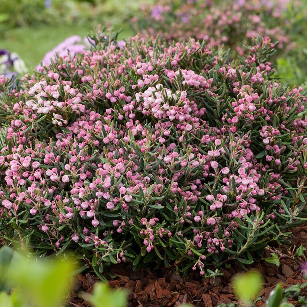 Andromeda Blue Ice - Image 3