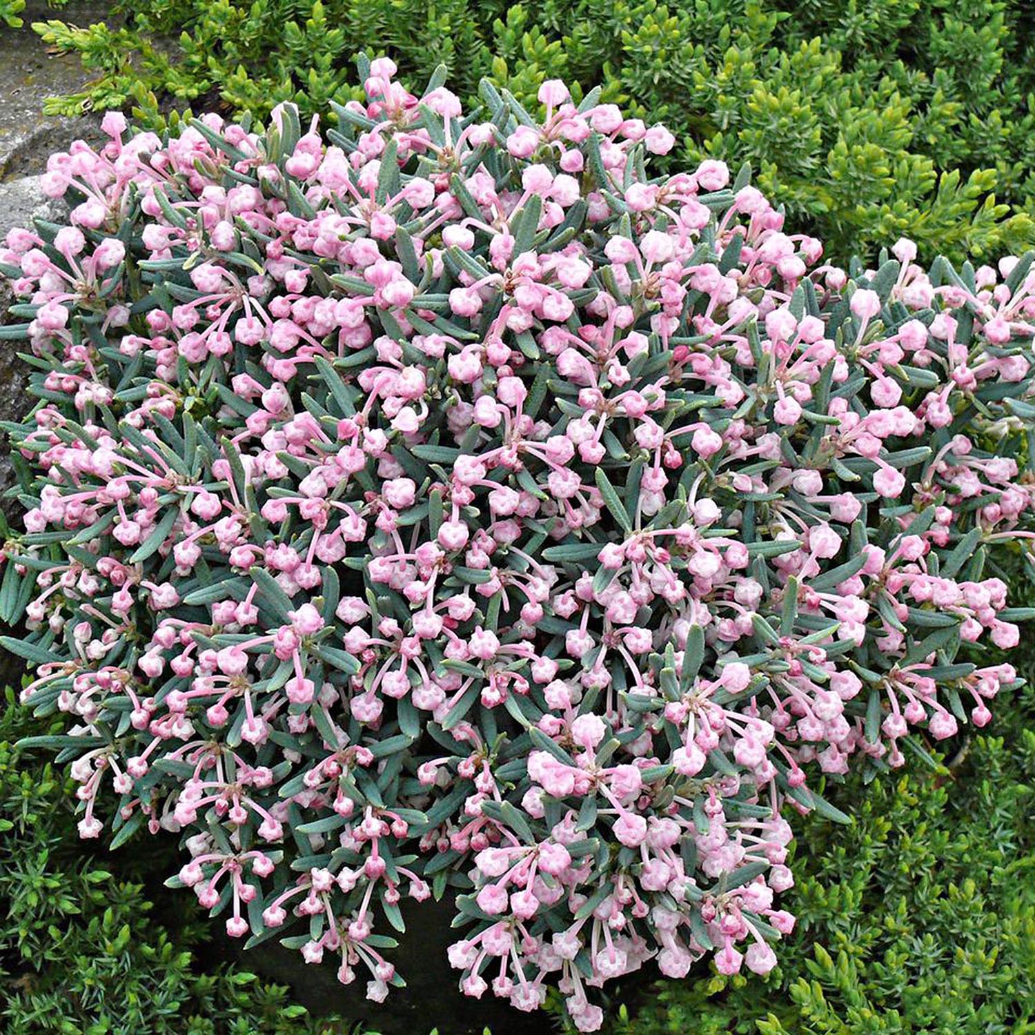 Andromeda Blue Ice - Image 4