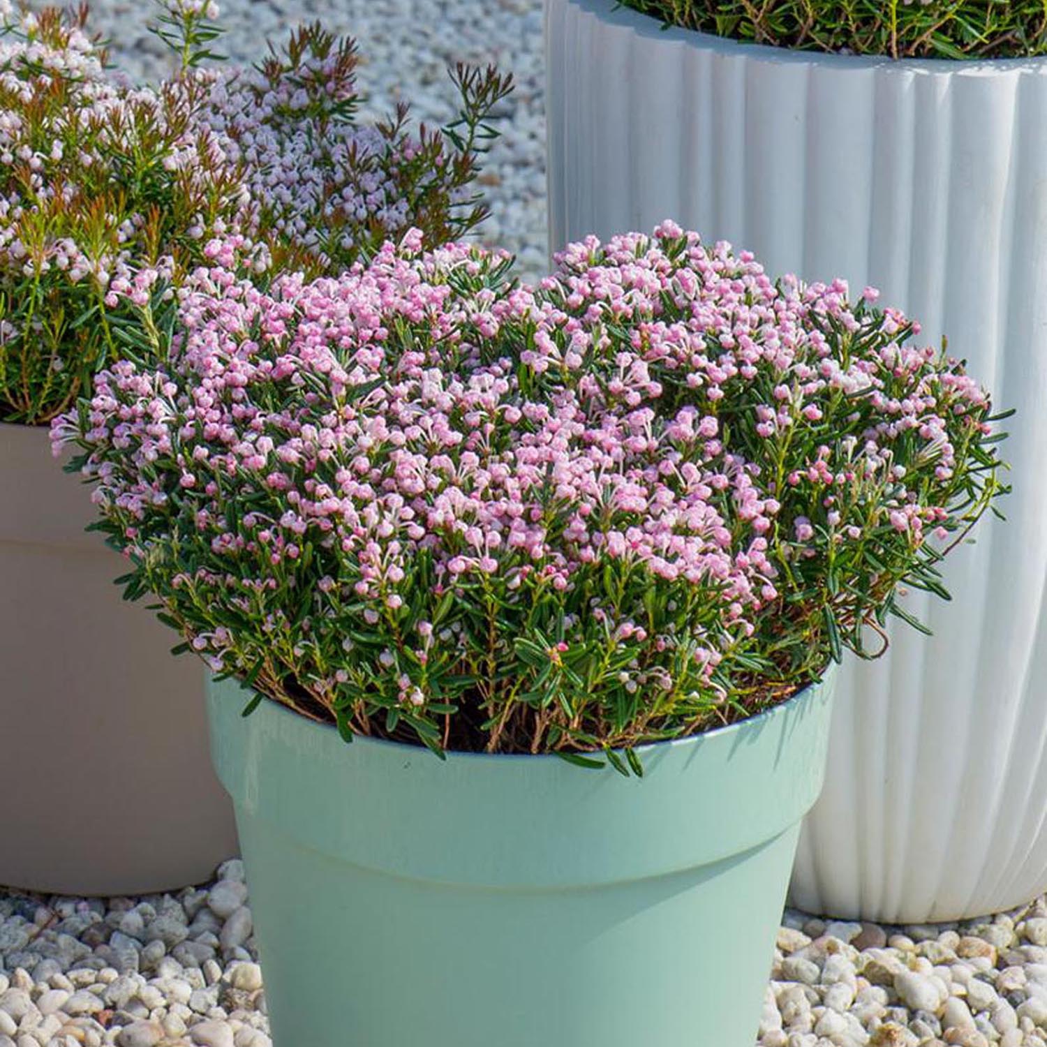 Andromeda Blue Ice - Image 5