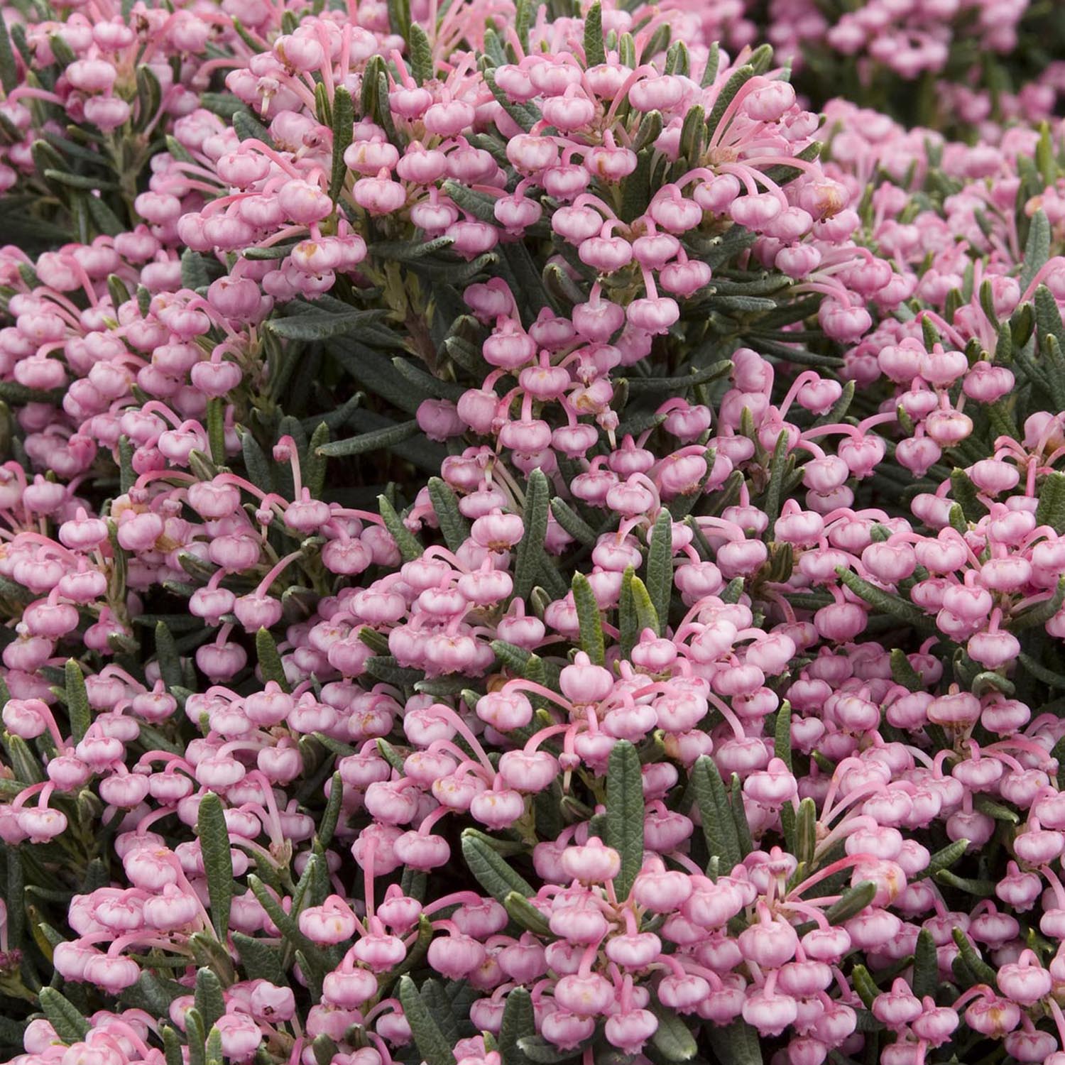 Andromeda Blue Ice - Image 6