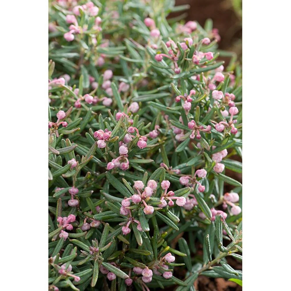 Andromeda Blue Ice - Image 7