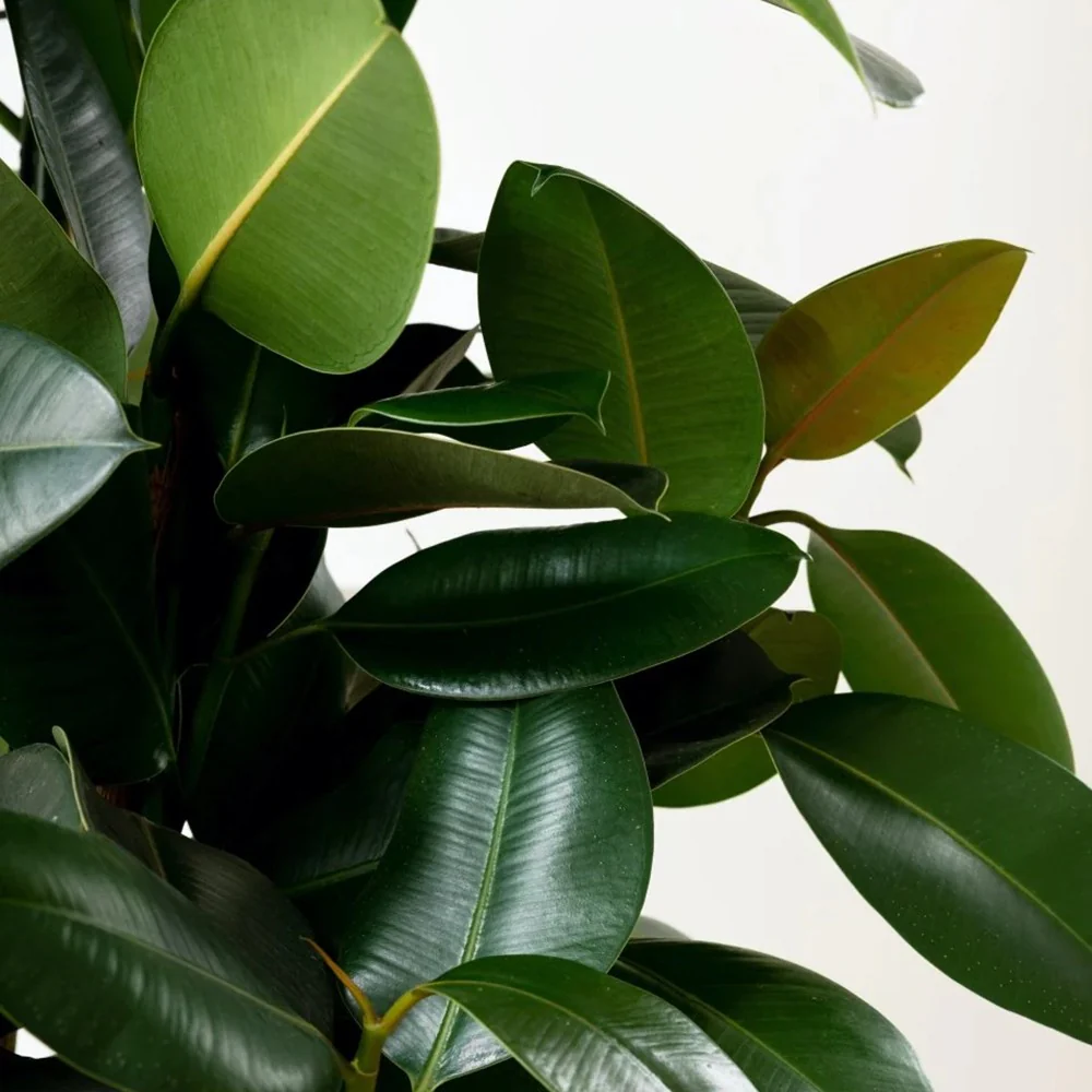 Arbore de Cauciuc (Ficus Robusta), 150 cm, planta de interior cu frunze mari ovale, lucioase, usor de intretinut, purificatoare de aer - Image 7