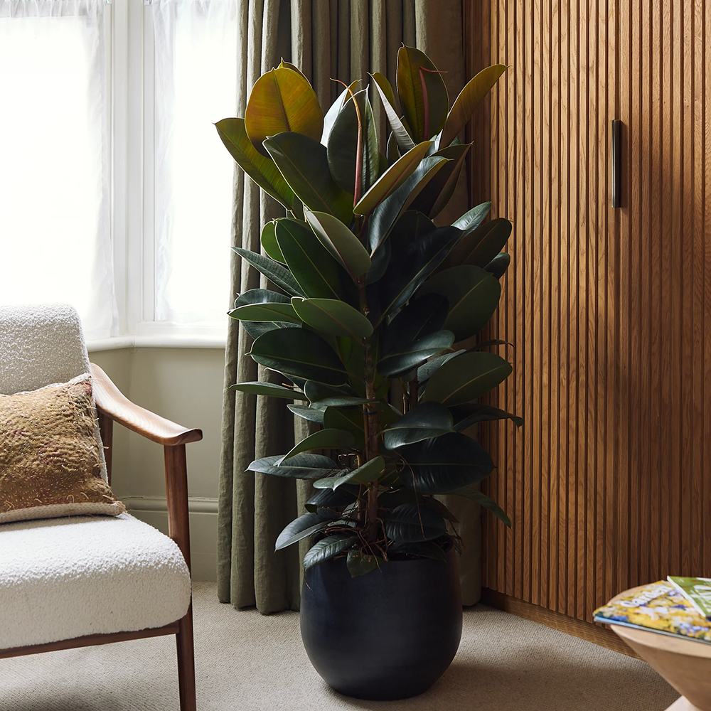 Arbore de Cauciuc (Ficus Robusta), 150 cm, planta de interior cu frunze mari ovale, lucioase, usor de intretinut, purificatoare de aer - Image 4