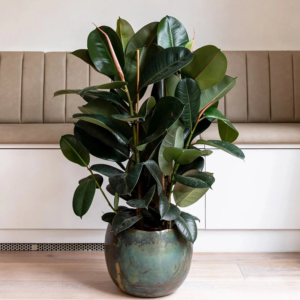 Arbore de Cauciuc (Ficus Robusta), 150 cm, planta de interior cu frunze mari ovale, lucioase, usor de intretinut, purificatoare de aer - Image 6