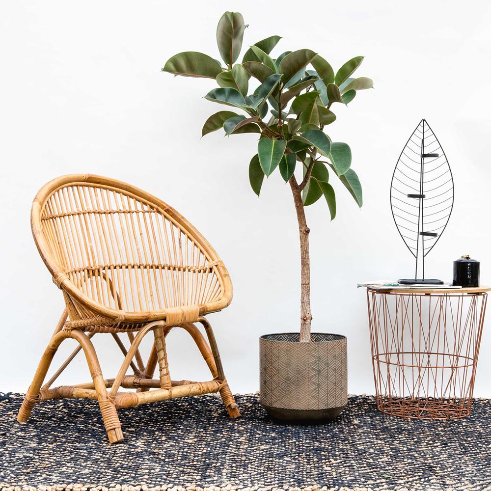 Arbore de Cauciuc (Ficus Robusta), 65-75 cm, planta de interior cu frunze mari ovale, lucioase, usor de intretinut, purificatoare de aer - Image 3