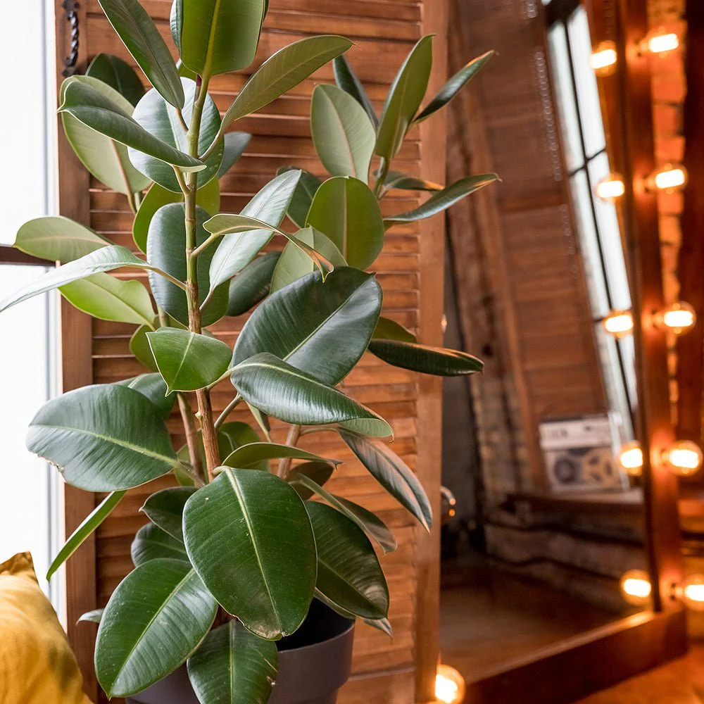 Arbore de Cauciuc (Ficus Robusta), 65-75 cm, planta de interior cu frunze mari ovale, lucioase, usor de intretinut, purificatoare de aer - Image 4