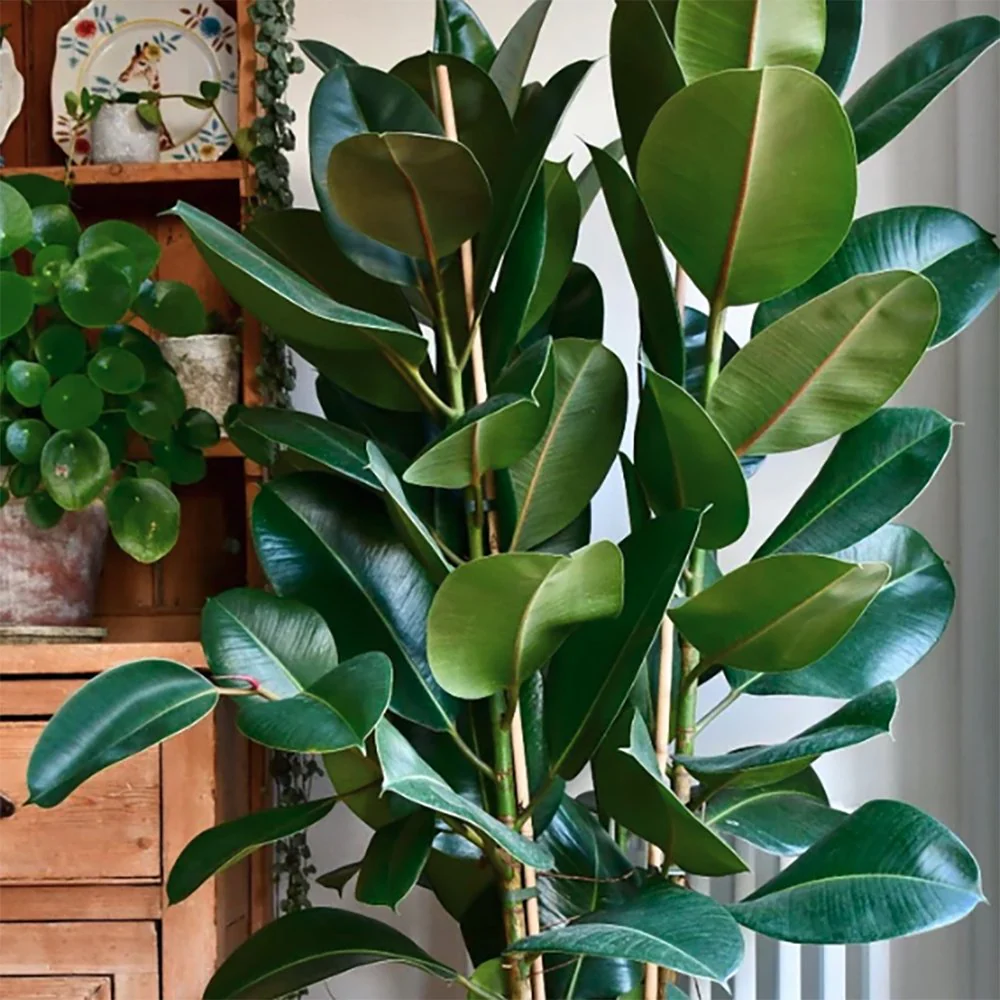 Arbore de Cauciuc (Ficus Robusta), 65-75 cm, planta de interior cu frunze mari ovale, lucioase, usor de intretinut, purificatoare de aer - Image 5