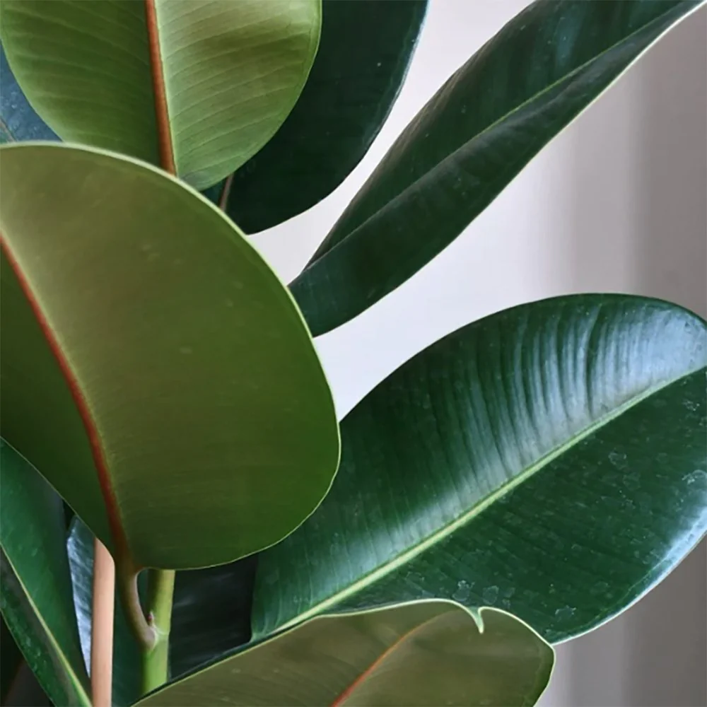 Arbore de Cauciuc (Ficus Robusta), 65-75 cm, planta de interior cu frunze mari ovale, lucioase, usor de intretinut, purificatoare de aer - Image 7