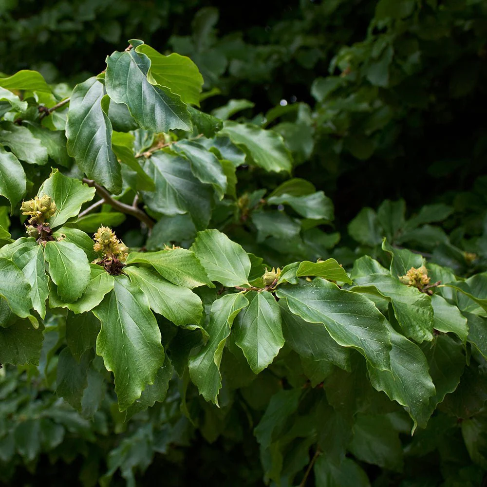 Arbore de Fier 'Persian Spire' (Parrotia Persica), copac ornamental cu frunzis rosu-portocaliu toamna, coroana ingusta, port columnar, pentru gradini mici - Image 3