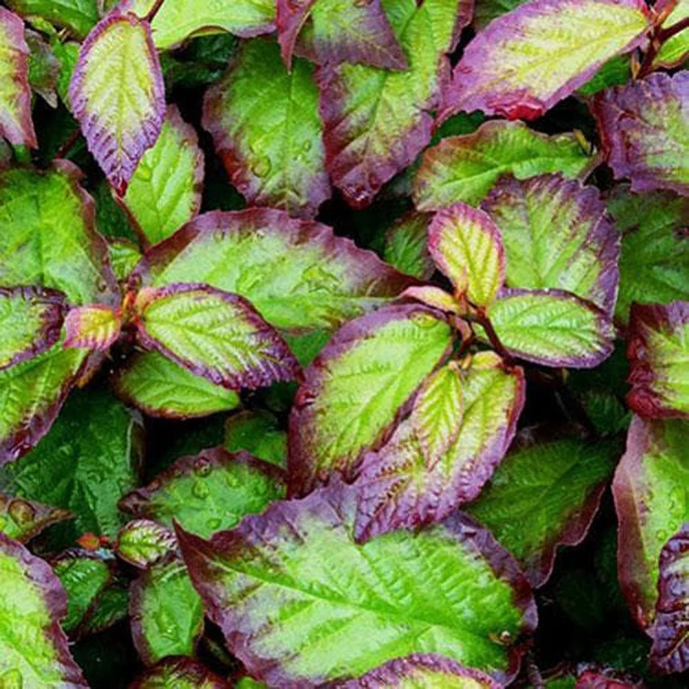 Arbore de Fier 'Persian Spire' (Parrotia Persica), copac ornamental cu frunzis rosu-portocaliu toamna, coroana ingusta, port columnar, pentru gradini mici - Image 5