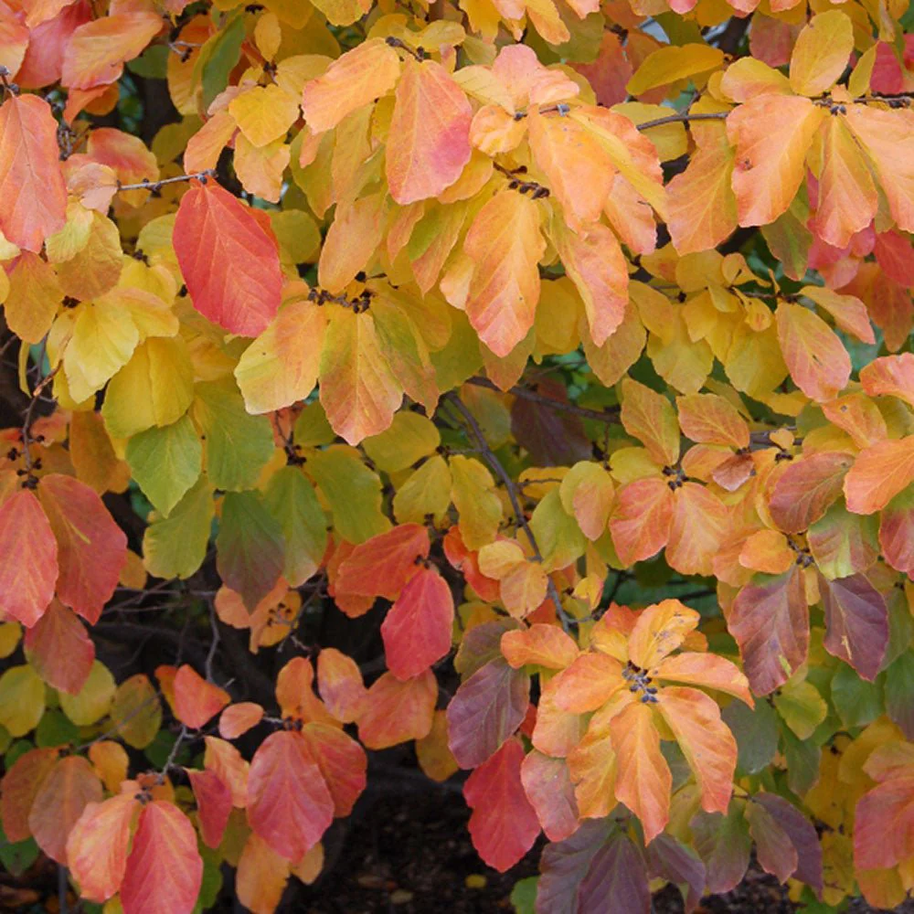 Arbore de Fier 'Persian Spire' (Parrotia Persica), copac ornamental cu frunzis rosu-portocaliu toamna, coroana ingusta, port columnar, pentru gradini mici - Image 6