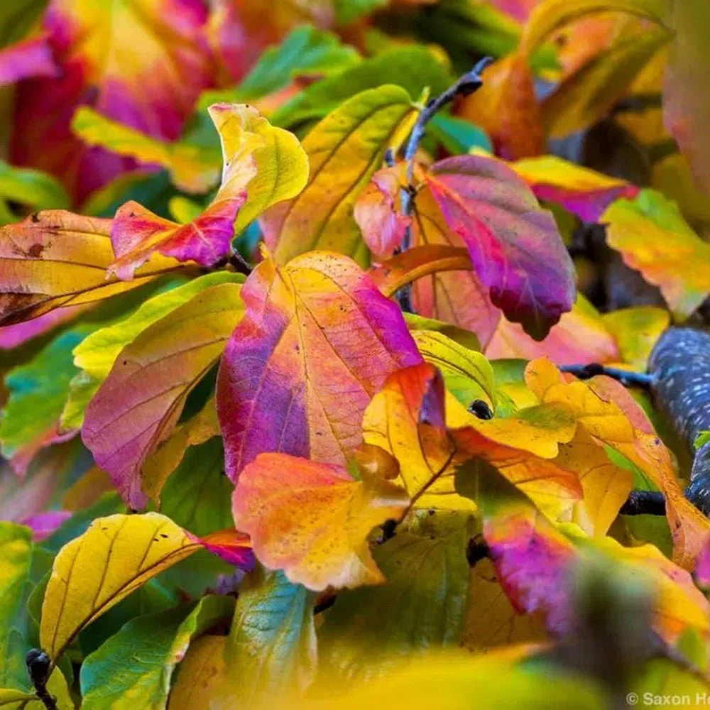 Arbore de Fier 'Persian Spire' (Parrotia Persica), copac ornamental cu frunzis rosu-portocaliu toamna, coroana ingusta, port columnar, pentru gradini mici - Image 7