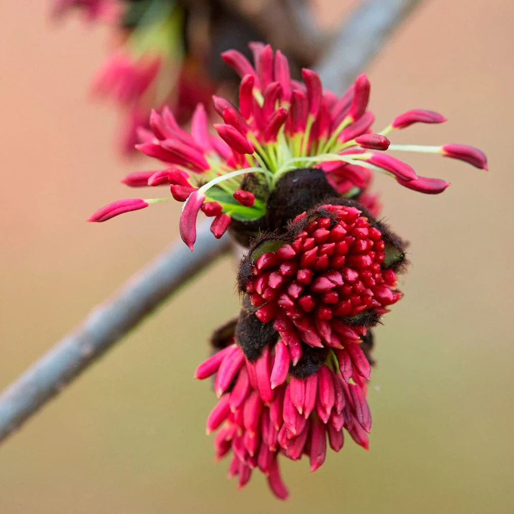 Arbore de Fier 'Persian Spire' (Parrotia Persica), copac ornamental cu frunzis rosu-portocaliu toamna, coroana ingusta, port columnar, pentru gradini mici - Image 8