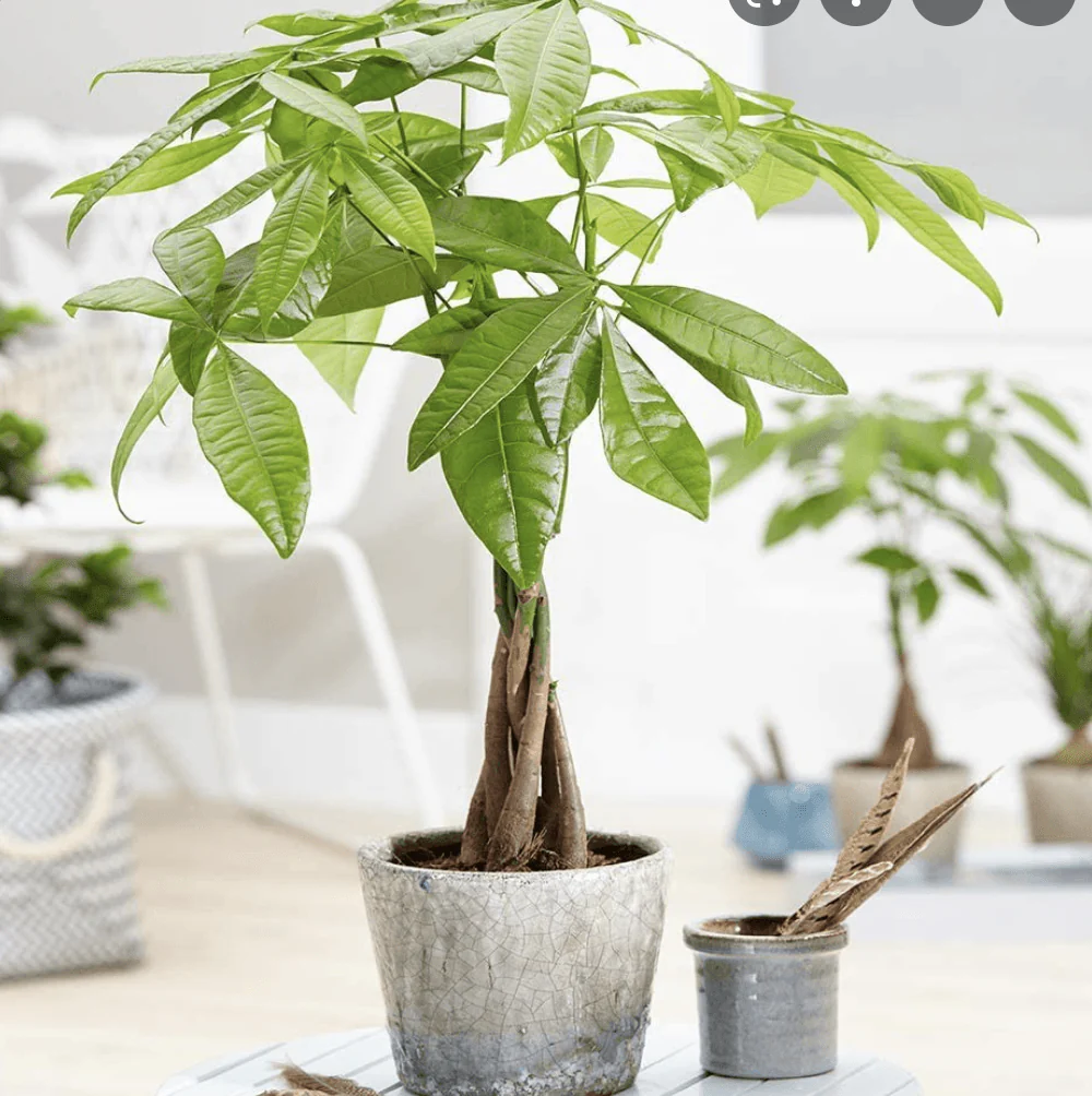 Arborele Banilor (Pachira Aquatica), 130 cm, cu tulpina Impletita, planta de interior norocoasa, purificatoare de aer - 130 cm - Image 3