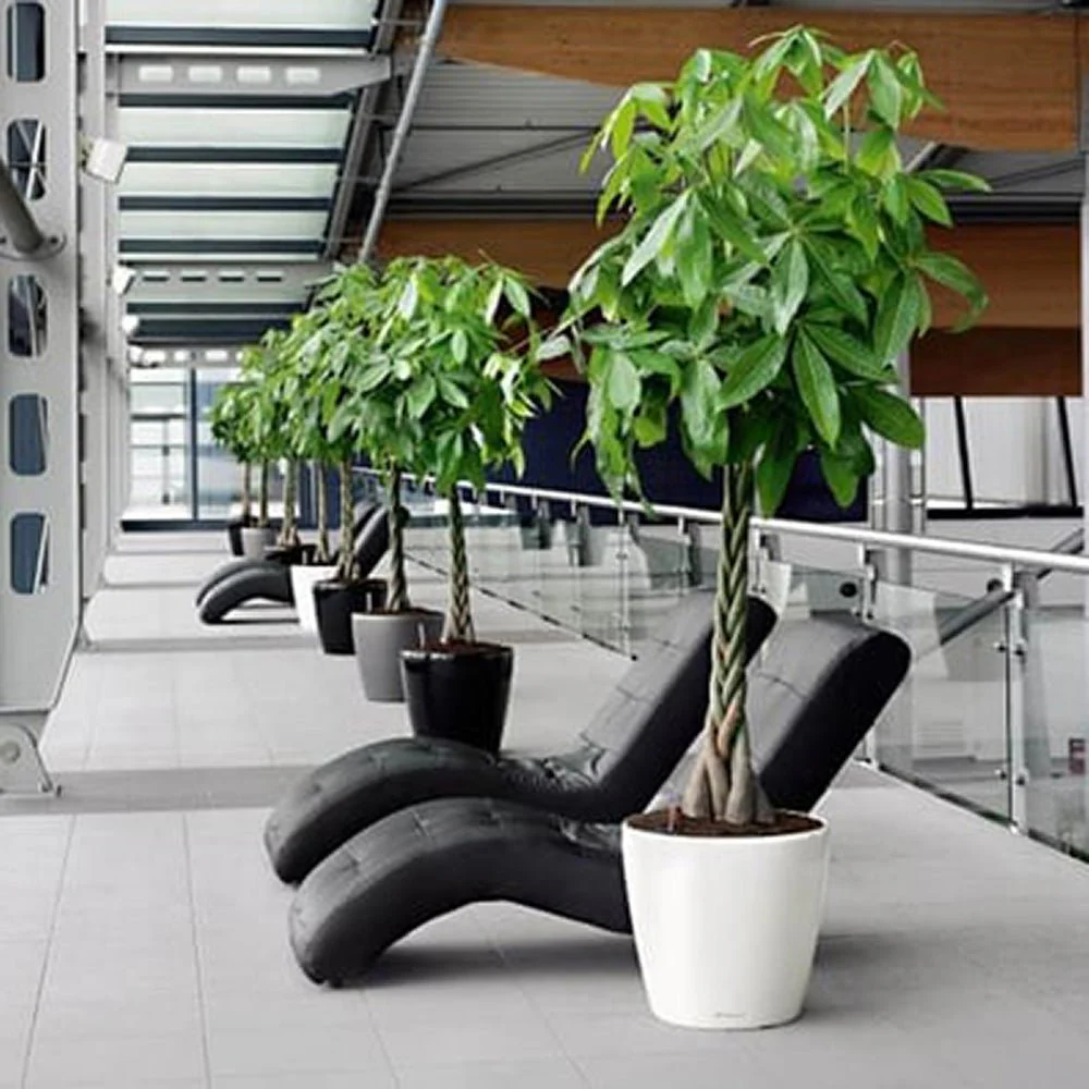 Arborele Banilor (Pachira Aquatica), 140 cm, cu tulpina Impletita, planta de interior norocoasa, purificatoare de aer - Image 10