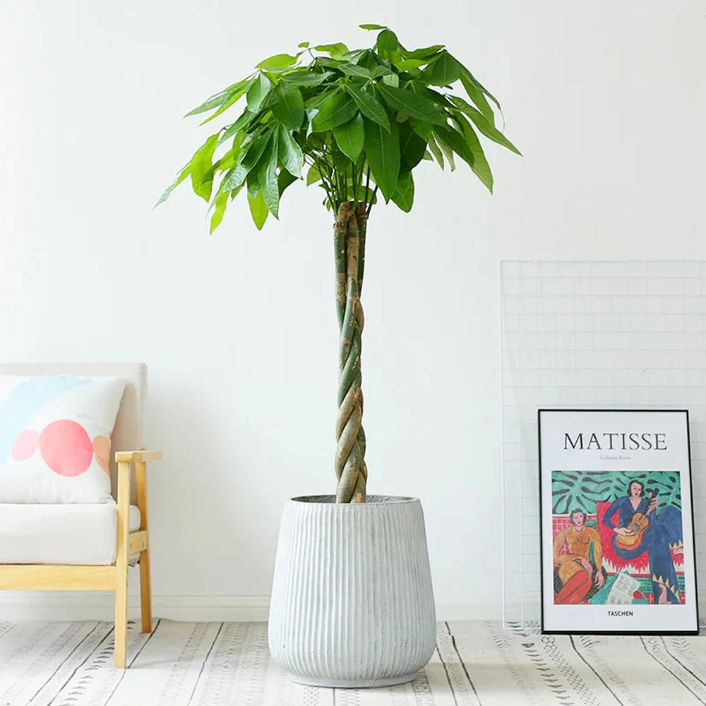 Arborele Banilor (Pachira Aquatica), 140 cm, cu tulpina Impletita, planta de interior norocoasa, purificatoare de aer - Image 3