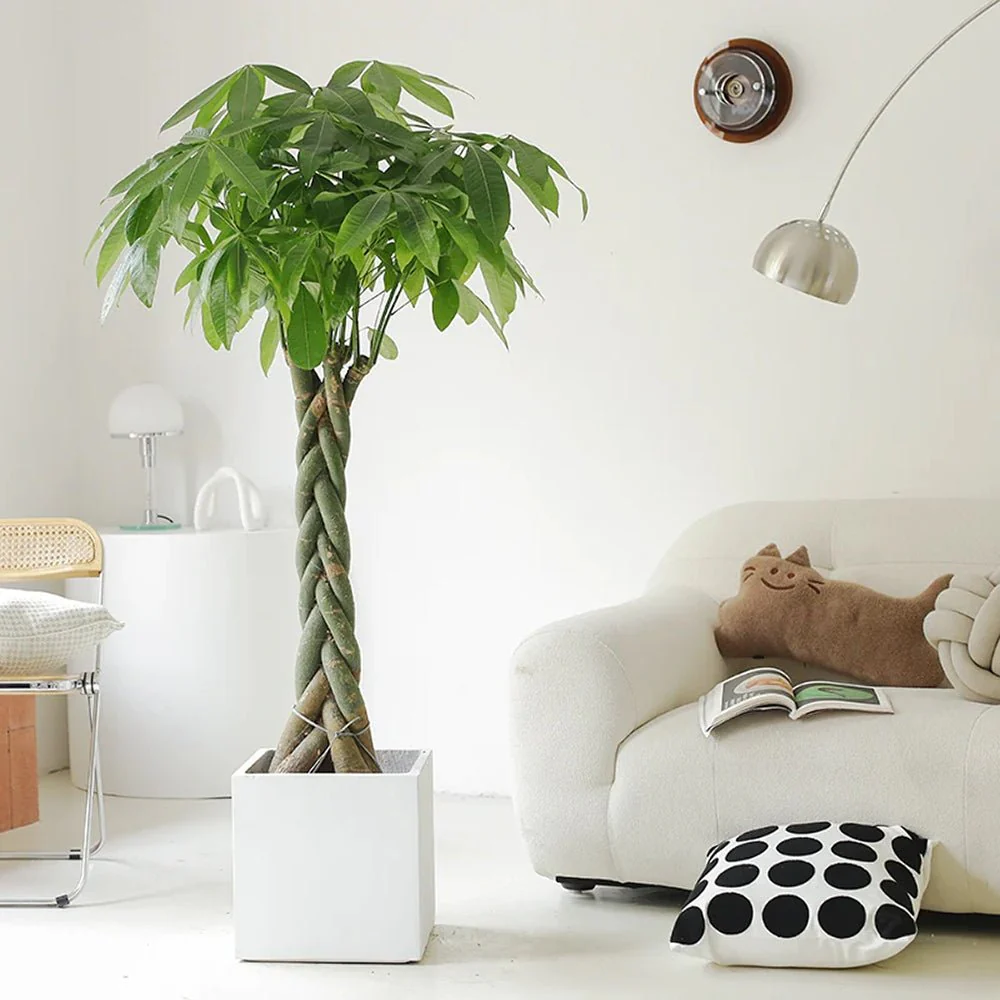 Arborele Banilor (Pachira Aquatica), 140 cm, cu tulpina Impletita, planta de interior norocoasa, purificatoare de aer - Image 4