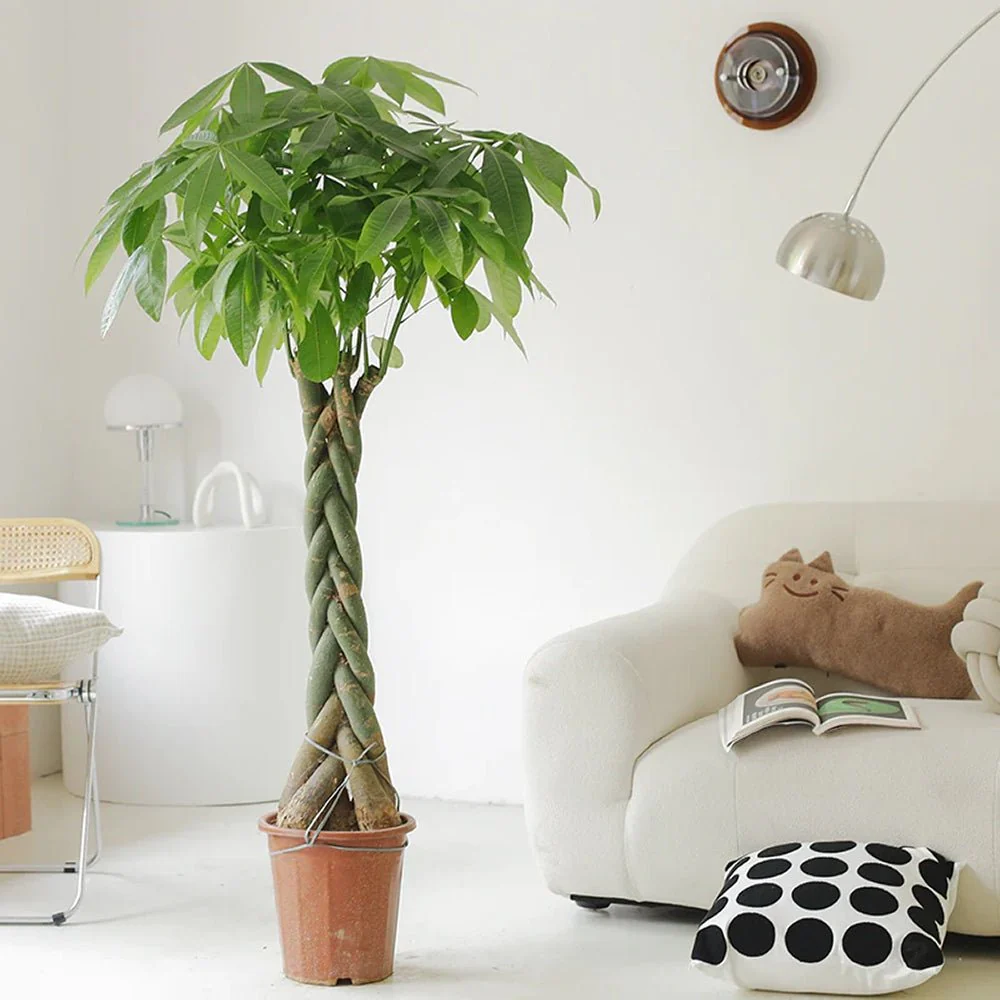 Arborele Banilor (Pachira Aquatica), 140 cm, cu tulpina Impletita, planta de interior norocoasa, purificatoare de aer - Image 6