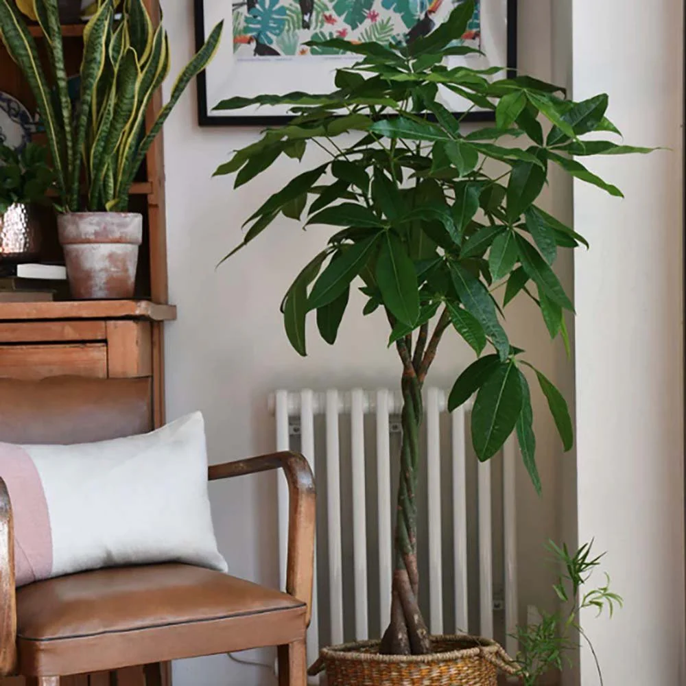 Arborele Banilor (Pachira Aquatica), 200 cm, cu tulpina Impletita, planta de interior norocoasa, purificatoare de aer - Image 10