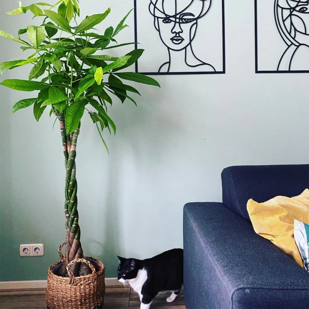 Arborele Banilor (Pachira Aquatica), 200 cm, cu tulpina Impletita, planta de interior norocoasa, purificatoare de aer - Image 3