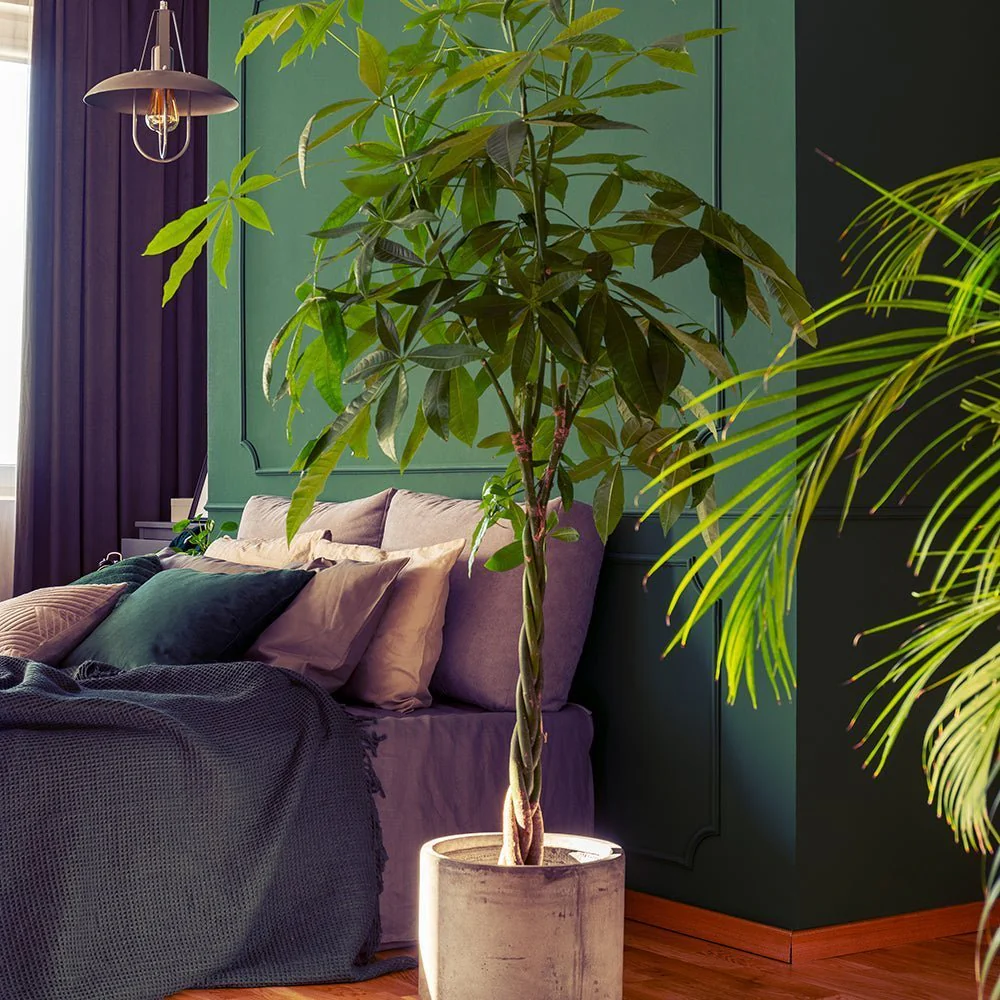 Arborele Banilor (Pachira Aquatica), 200 cm, cu tulpina Impletita, planta de interior norocoasa, purificatoare de aer - Image 4