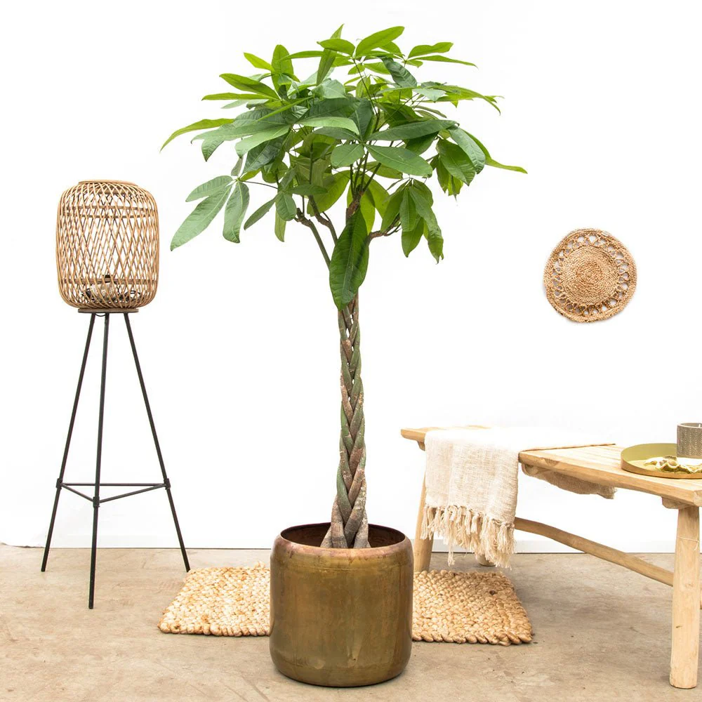 Arborele Banilor (Pachira Aquatica), 200 cm, cu tulpina Impletita, planta de interior norocoasa, purificatoare de aer - Image 7