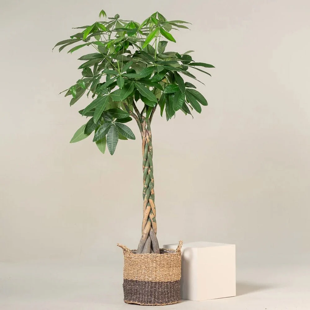 Arborele Banilor (Pachira Aquatica), 200 cm, cu tulpina Impletita, planta de interior norocoasa, purificatoare de aer - Image 8