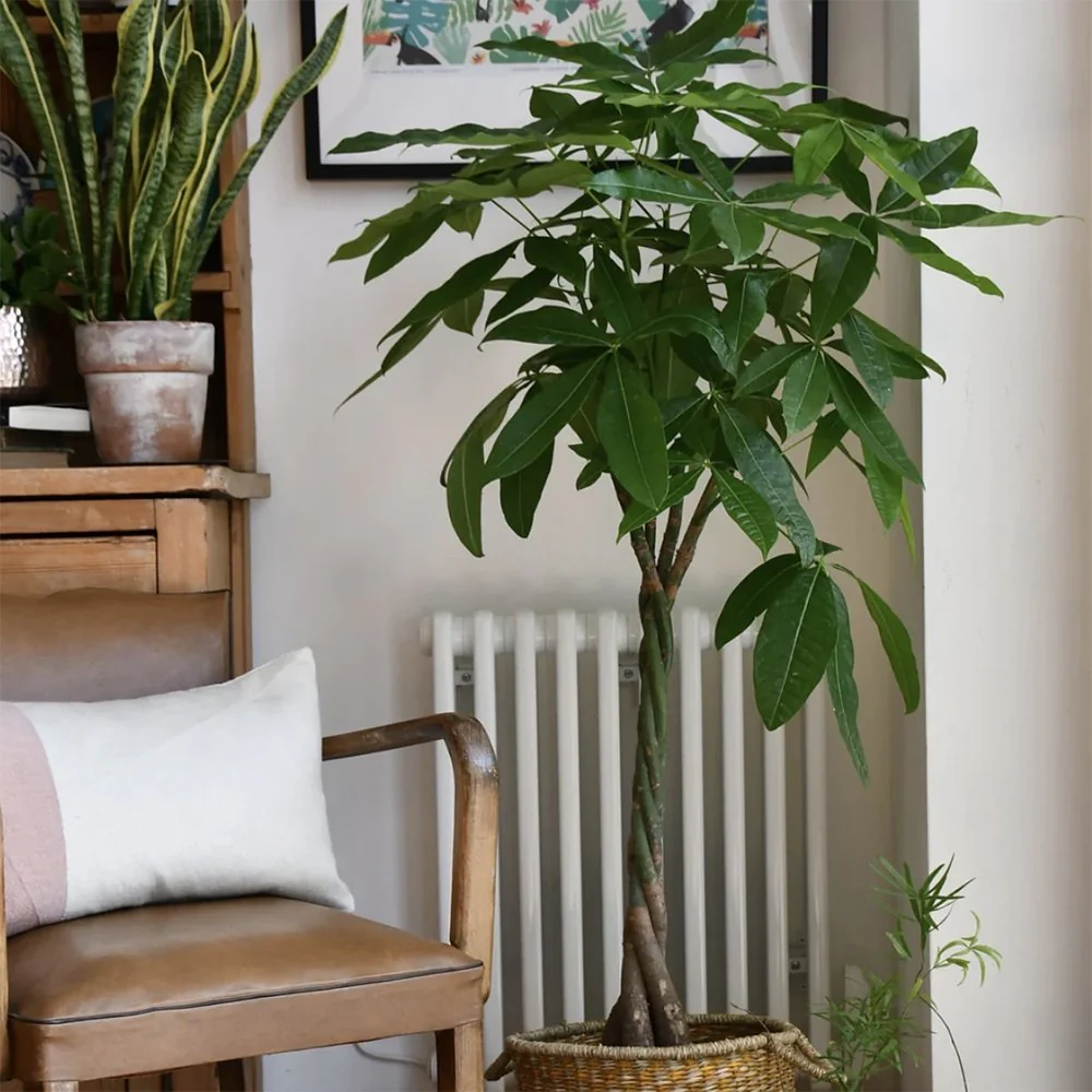 Arborele Banilor (Pachira Aquatica), 40 cm, cu tulpina Impletita, planta de interior norocoasa, purificatoare de aer - Image 10