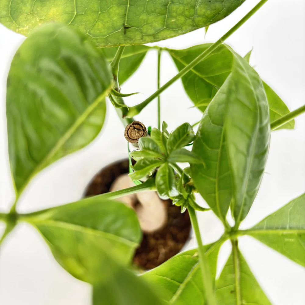 Arborele Banilor (Pachira Aquatica), 40 cm, cu tulpina Impletita, planta de interior norocoasa, purificatoare de aer - Image 3
