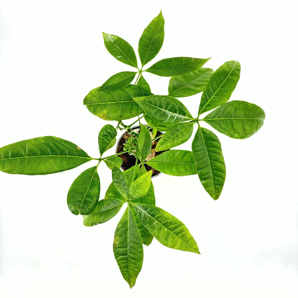 Arborele Banilor (Pachira Aquatica), 40 cm, cu tulpina Impletita, planta de interior norocoasa, purificatoare de aer - Image 4