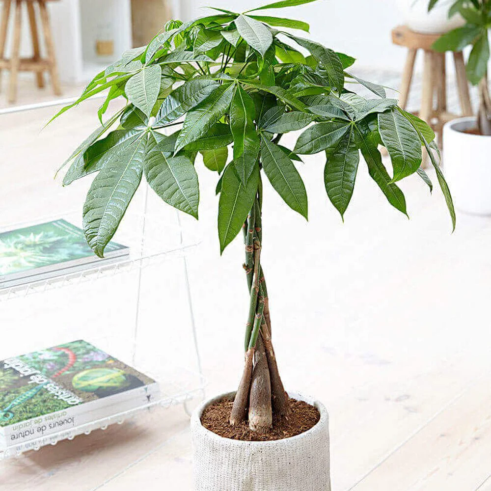 Arborele Banilor (Pachira Aquatica), 40 cm, cu tulpina Impletita, planta de interior norocoasa, purificatoare de aer - Image 5