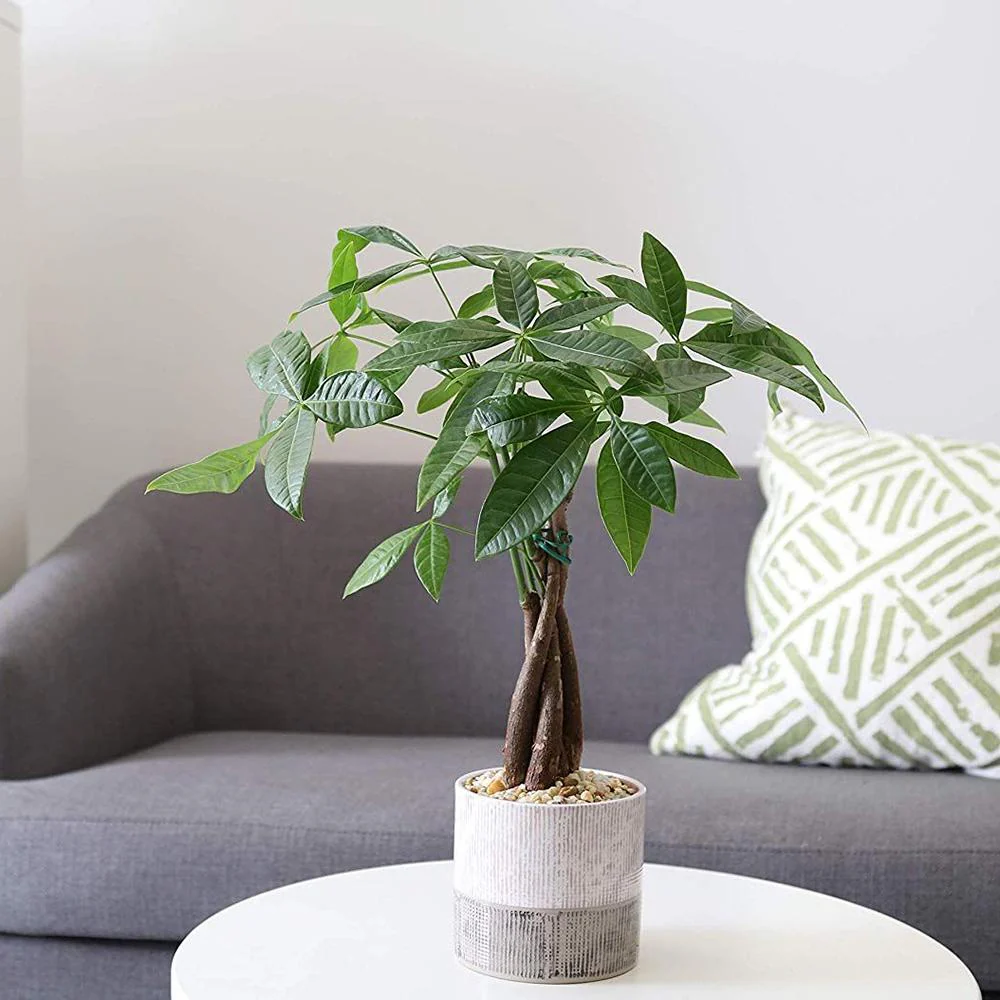 Arborele Banilor (Pachira Aquatica), 40 cm, cu tulpina Impletita, planta de interior norocoasa, purificatoare de aer - Image 7