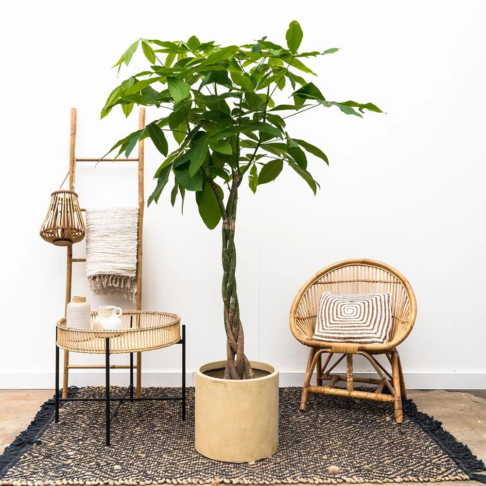 Arborele Banilor (Pachira Aquatica), 85-90 cm, cu tulpina Impletita, planta de interior norocoasa, purificatoare de aer - Image 12